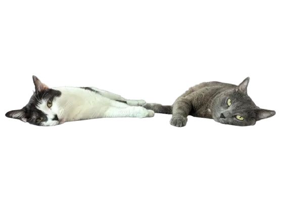 Pic of my cats