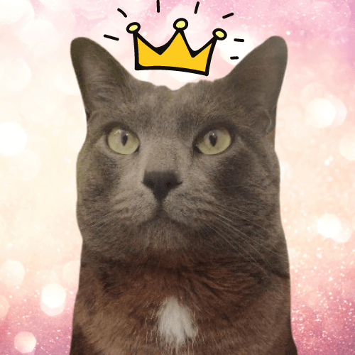 Avatar of a cute cat with a cartoon crown